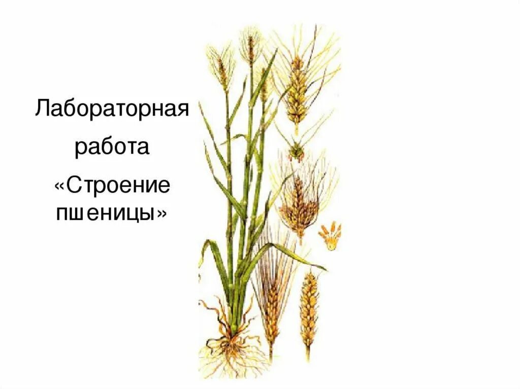Строение пшеницы ржи ячменя. Строение пшеницы. пшеница строение растения. строение колоса пшеницы. лабораторная работа пшеница.