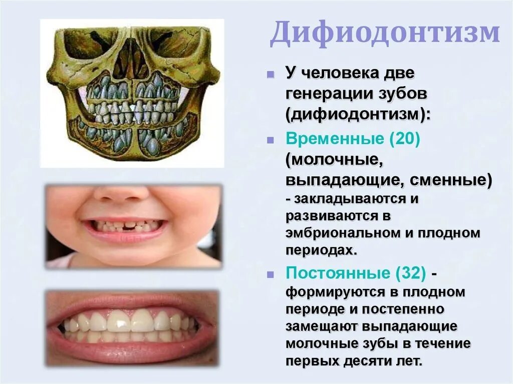 4 года зубы выпадают. Схема молочных и постоянных зубов. Смена зубов. Постоянные зубы у детей. Постоянные коренные зубы.