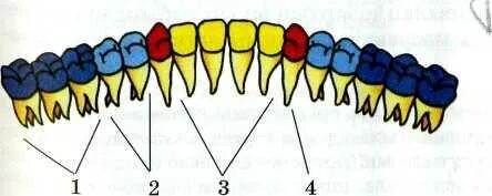 Кирсановта жыныстық қатынас