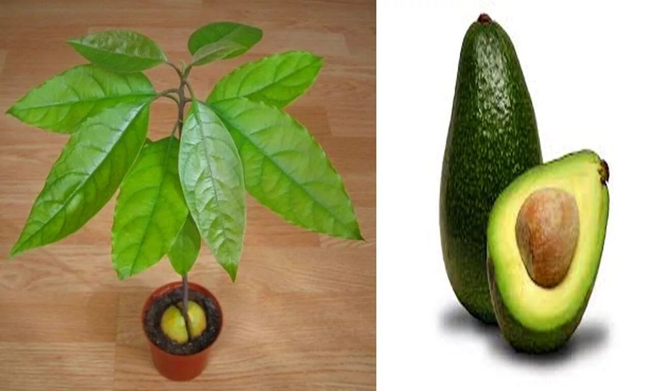 Какое вырастает авокадо. Авокадо прорастить авокадо. Авокадо растение с плодами. Вырастить косточку авокадо. Зерно авокадо прорастить.