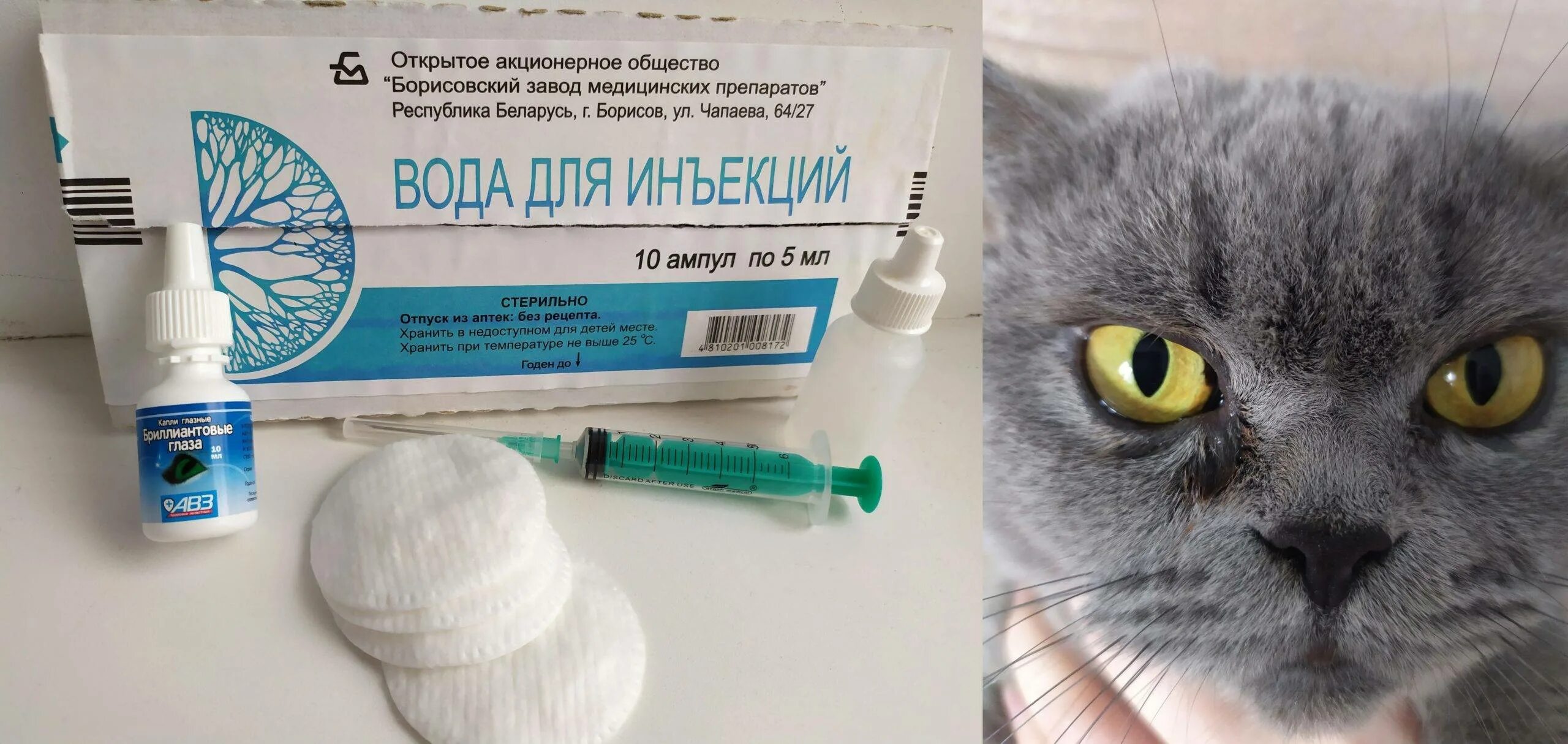 У кошки гноятся глаза какие капли. Глазные капли для британских кошек. слезится глаз у кота британца. капли для глаз коту слезятся глаза.
