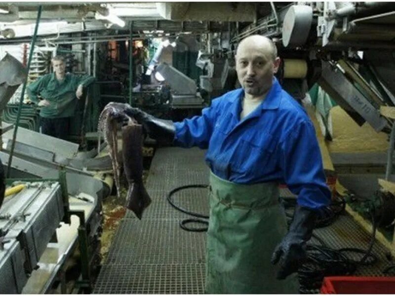 рыболовные промыслы. работа на рыболовецких судах без опыта. рыбный промысел в мурманске. трал 520 рыболовецкий. работа на рыболовецких судах без опыта.