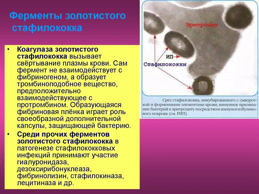 Ферменты патогенности золотистого стафилококка. Стафилококк лецитиназа. Фермент патогенности коагулаза. Факторы агрессии стафилококка. Ферменты патогенности