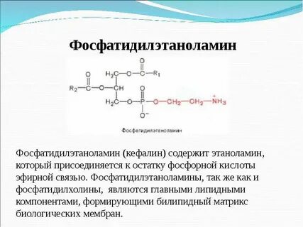 Коламин биологическая роль