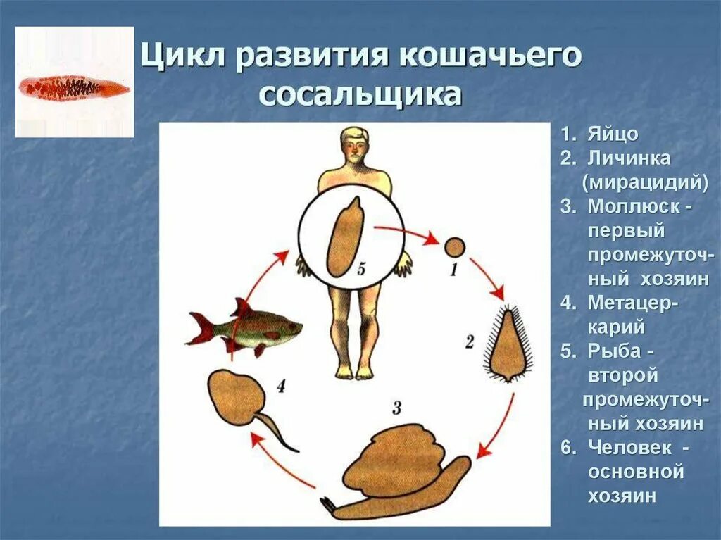 Кошачий сосальщик жизненный цикл биология. Цикл развития кошачьей двуустки схема. Цикл развития кошачьего сосальщика. Цикл развития кошачьего сосальщика схема.