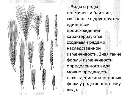 Суть гомологических рядов