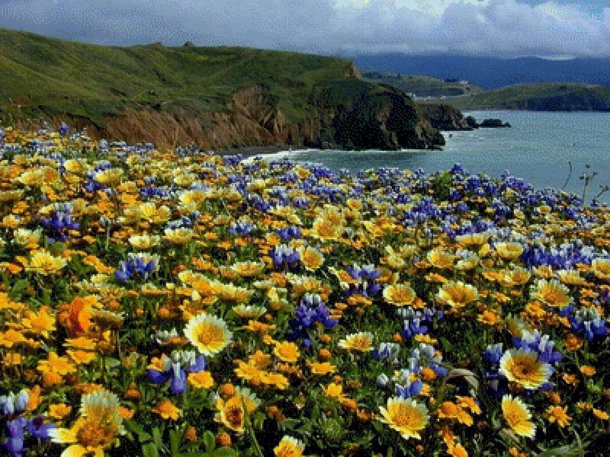 Sharie hatchett bohlmann. Цветок гавани. Советская гавань природа. Цветок гавани. Франция море цветы.
