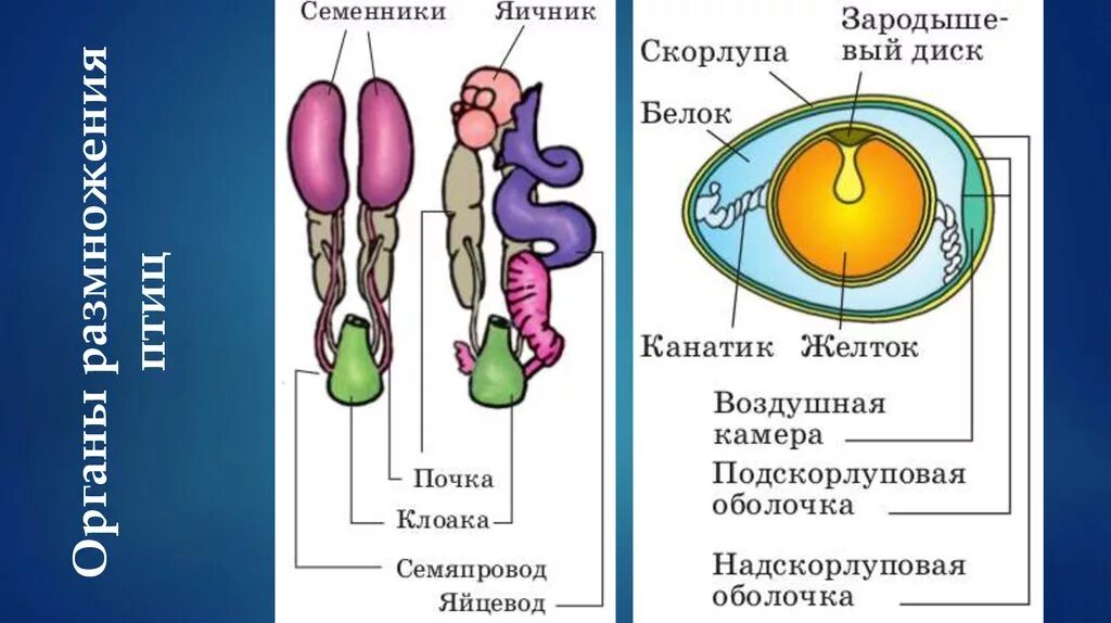 Тест размножение птиц. Органы размножения пресмыкающихся. Органы размножения птиц схема. Размножение птиц. Биология органы размножения птиц.