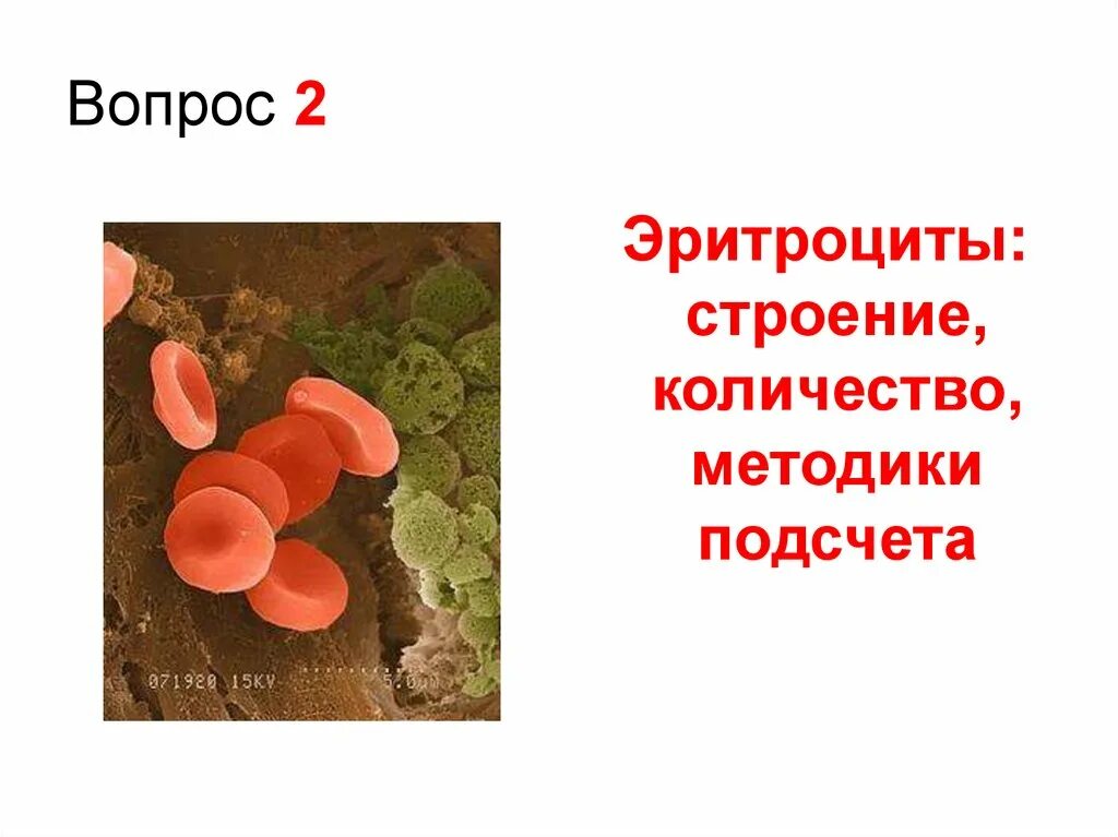 Строение эритроцитов животных. Строение эритроцитов. строение эритроцита человека. эритроцит фото строение. строение зрелого эритроцита.