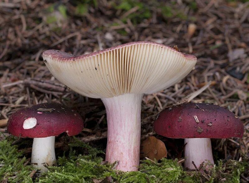 Сыроежка трубчатый или. Сыроежка (Russula). Russula xerampelina. Сыроежка съедобные грибы. Съедобный гриб Сырышка.