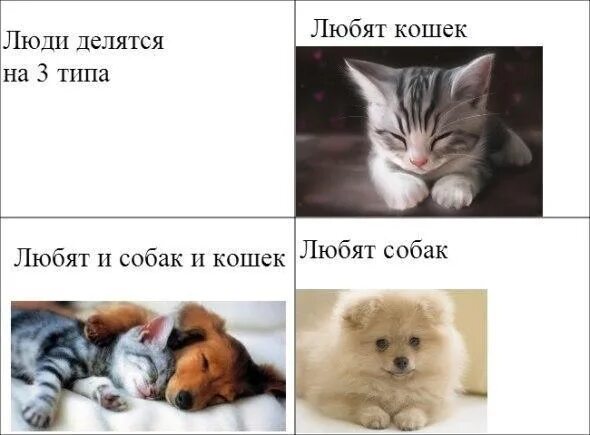 Сильно люблю кошек. Почему люди любят кошек. Что любят кошки. Люди, которые не любят кошек и собак. Кот любит человека.