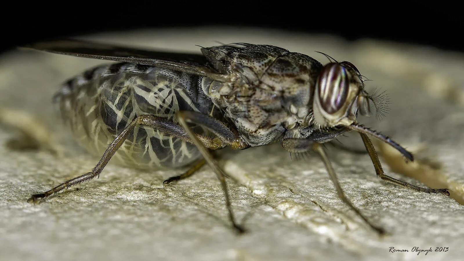 Tsetse fly. Муха ЦЕЦЕ. Опасные насекомые Муха ЦЕЦЕ. Муха ЦЕЦЕ В Африке.