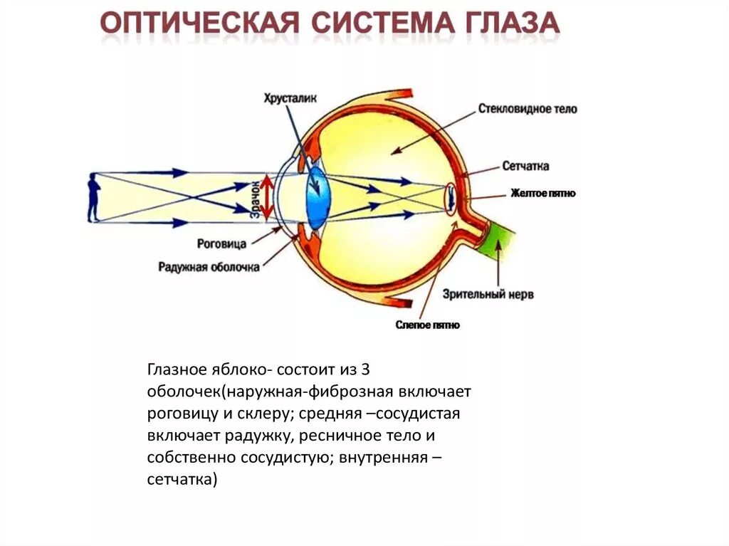 Строение глаза оптическая система глаза. Строение зрительного анализатора глазное яблоко. Нарисовать схему оптической системы глаза.. Строение глаза анатомия оптическая система. Глаз как оптическая система зрения доклад