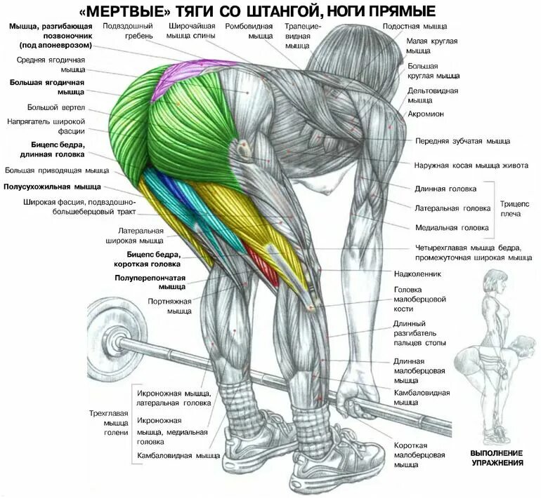 Становая какие мышцы. Румынская тяга мышцы задействованы. Румынская тяга со штангой техника выполнения. Румынская тяга анатомия. Упражнения мертвая тяга для ягодичных мышц.