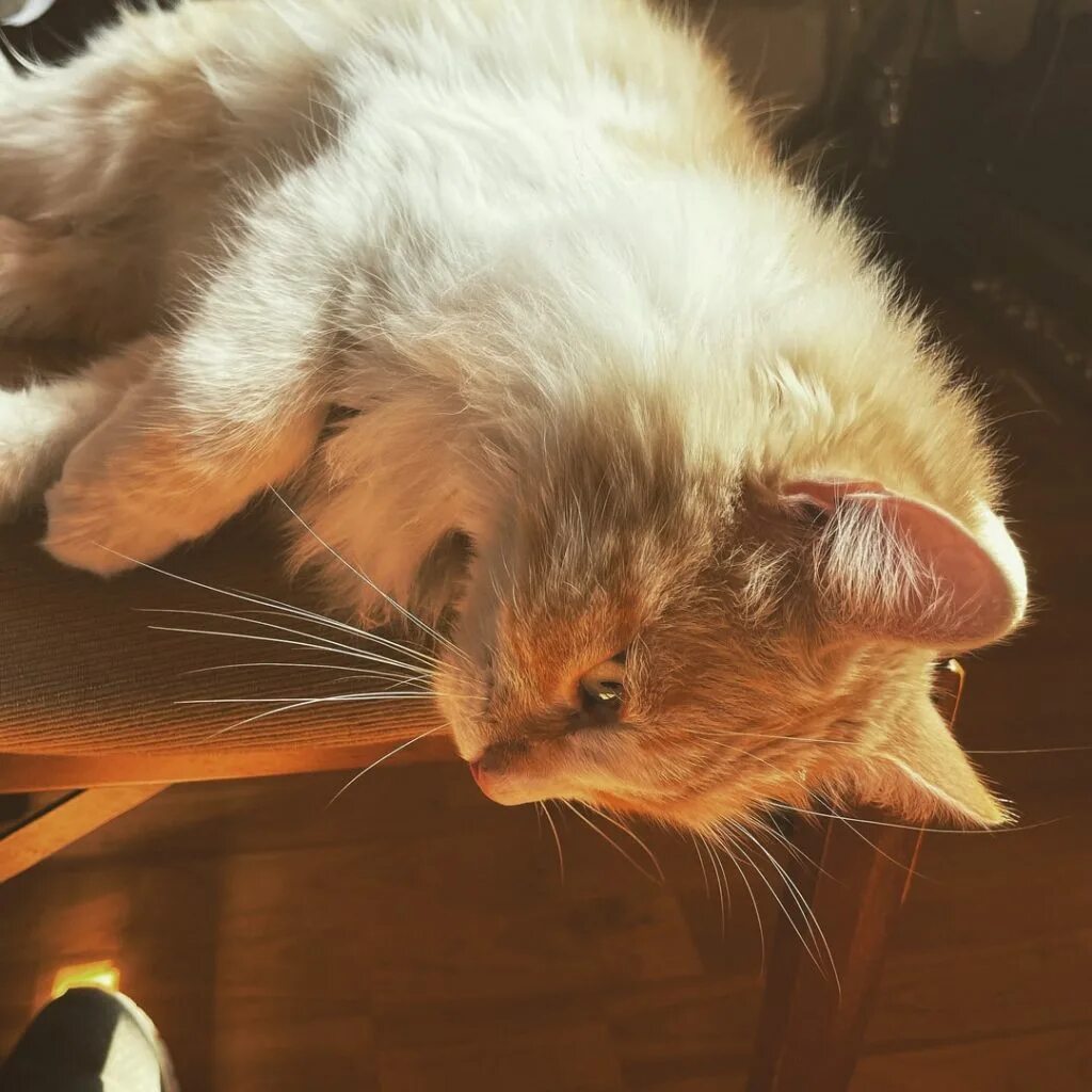 Кот грызет. Кот погрыз. кот грызёт папорник.