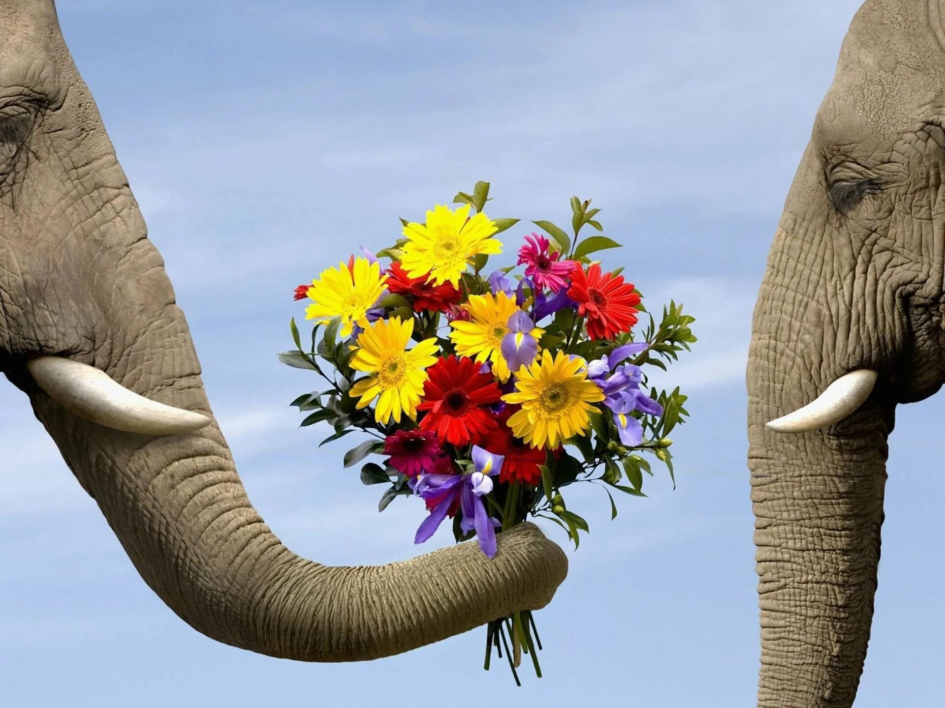 8 слоников. Слон с цветами. Цветы и животные. Слон заставка на рабочий стол. Животные в цветах.