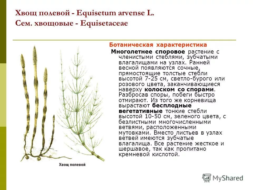 хвощ полевой мазь. хвощ полевой трава 50г. хвощ полевой капсулы инструкция. хвощ полевой отвар. хвощ полевой инструкция.