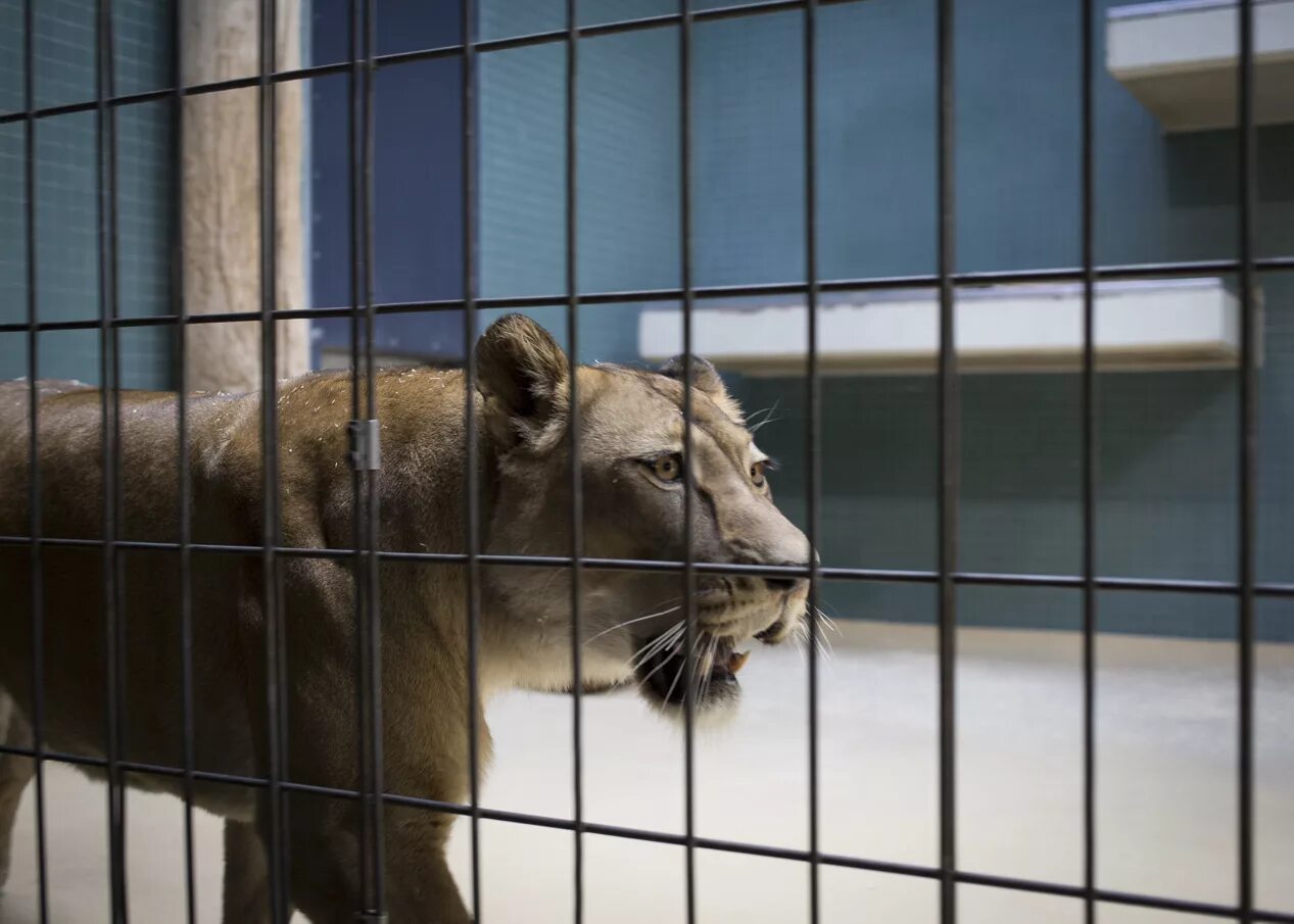 зоопарк король лев в махачкале. звери в зверинце. звери в зоопарке. звери в зверинце. белгородский зоопарк белгород.
