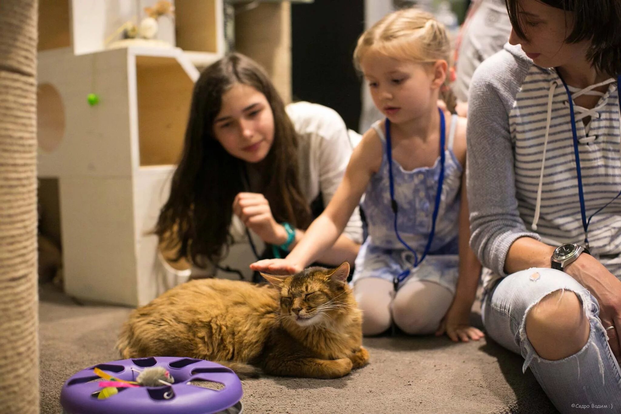 неко кафе в россии. выставка мейн кунов. кошачьи миры. логотип зоокафе. кошачий мир луиса уэйна.