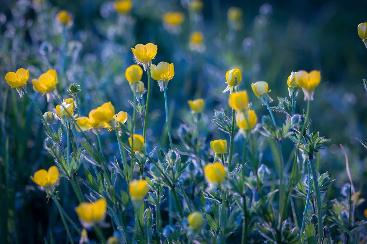 лютик лесной желтый. лютик полевой. лютик луговой. лютик болотный. лютик полевой.