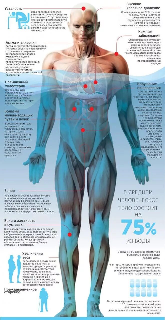 Вода при обезвоживания организма. Вода в человеческом теле инфографика. Вода в человеческом организме. Тело человека. Инфографика вода в теле человека.