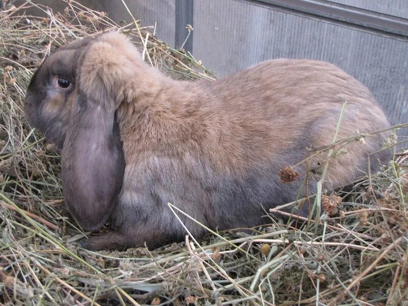Кролики породы французский баран. Французские бараны окрасы. Кролики французский баран окрас оттер. Французский баран белоухие. Французский баран ореон.
