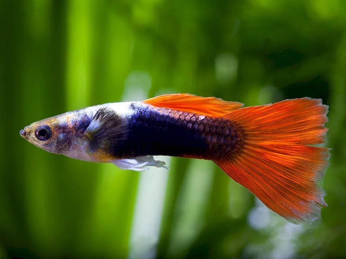 Гуппи какой размер. Гуппи аквариумные рыбки. гуппи poecilia reticulata. пецилия тукседо. рыба гуппи poecilia reticulata.