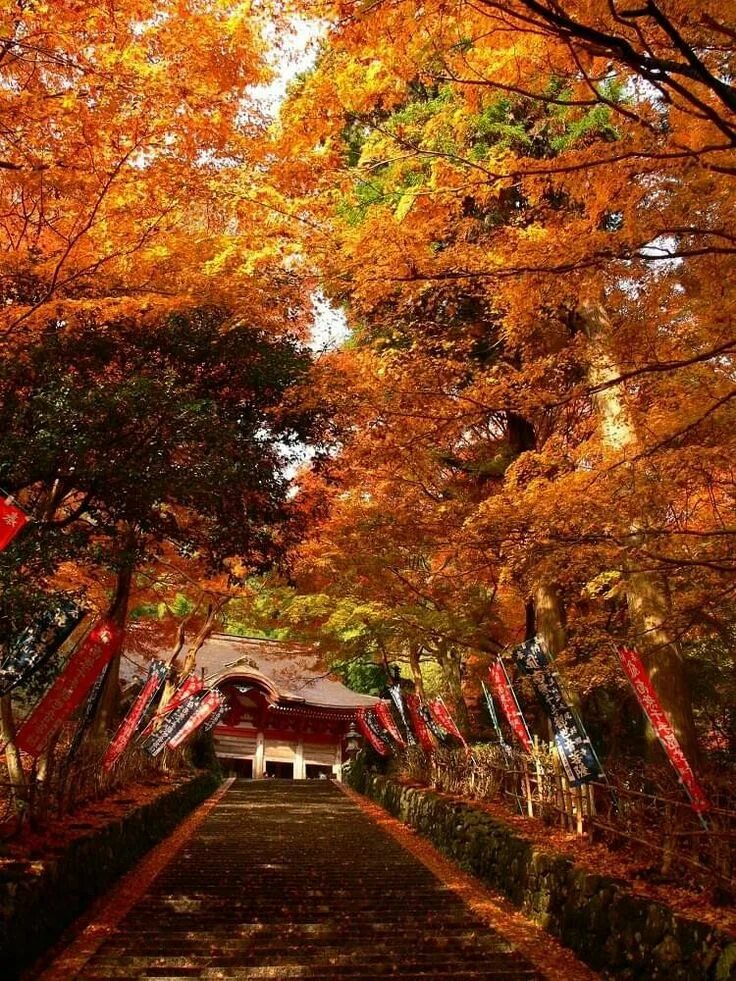 Осень в Японии: красные клены Japan travel, Autumn in japan, Japan