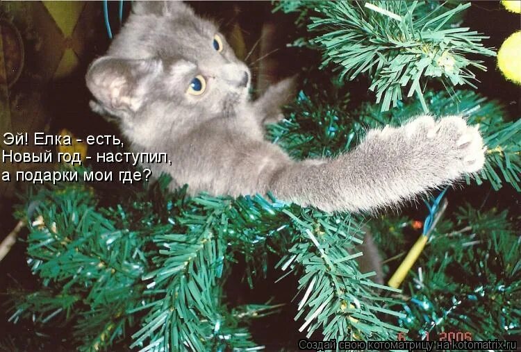 Жалко елки. Скоро елка. Скоро елка помогать буду. Кот скоро елку поставят. Скоро елку поставят помогать буду кот.