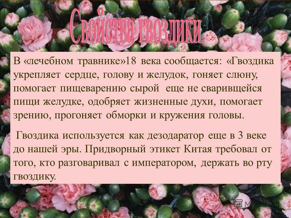 Гвоздика сколько можно в день. Гвоздика полезные свойства. Полезные свойства гвоздики. Польза гвоздики. Гвоздика полезна для организма.