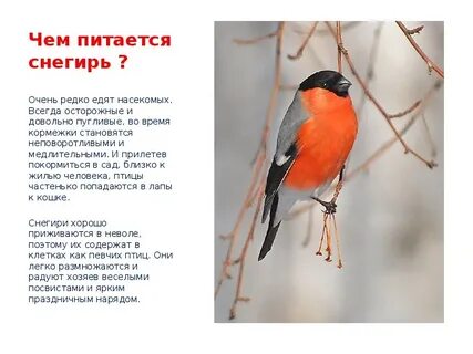 Снегири синоним