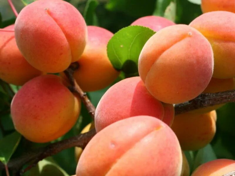 Лысые абрикосы название. Сорт юбилейный абрикос узбекистан. Лысый абрикос. Сорт юбилейный абрикос узбекистан. Лысые абрикосы название.