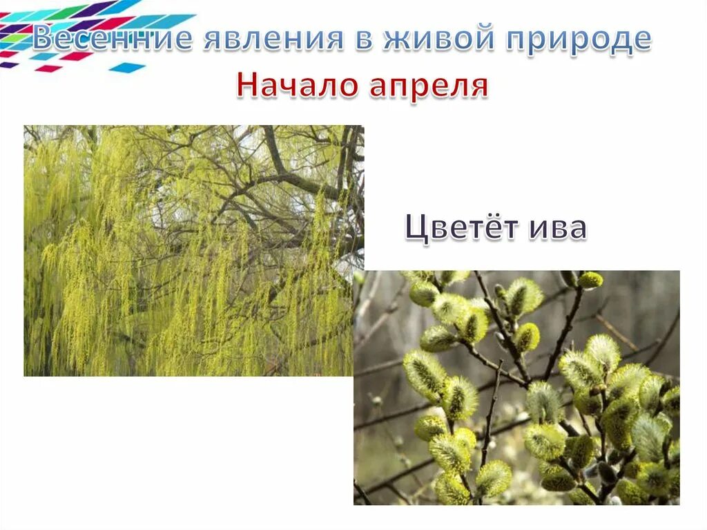 Весенние явления в живой природе. Весений явления в природе. Явления живой природы весной. Весенние явления в живой. Весенние явления природы окружающий мир