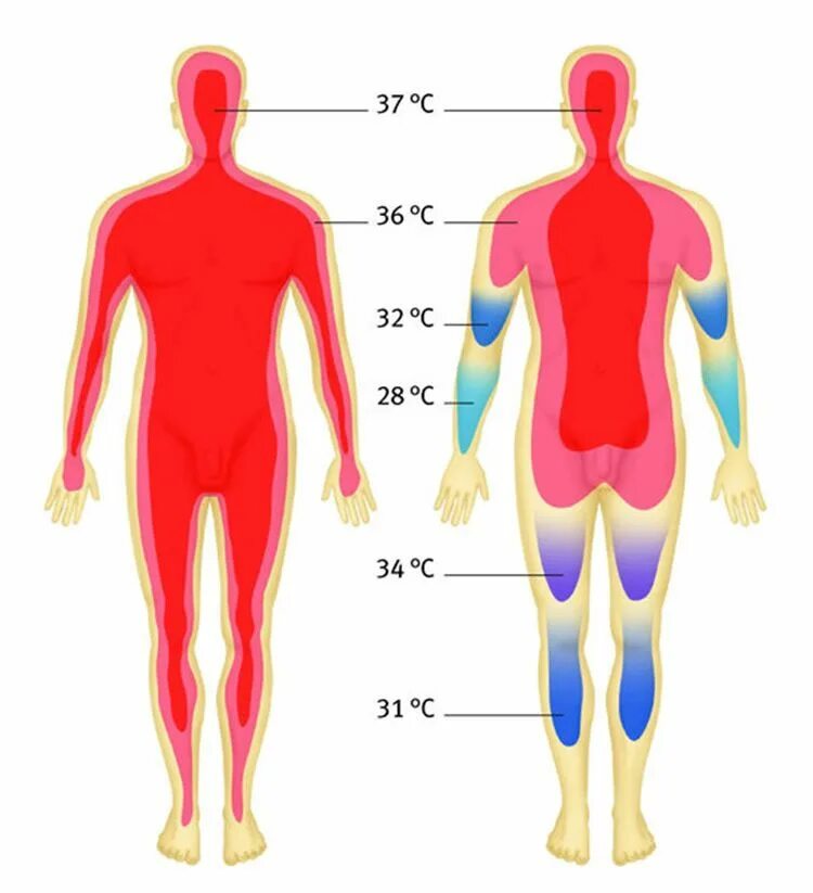 Температура тела человека. Температура в теле человека. Температурная карта человека. Температура в различных частях тела. В разных местах разная температура