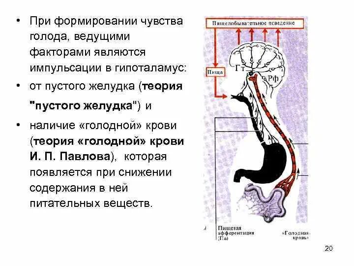 Голод в желудке после еды причины. Чувство голода в желудке причины. Чувство голода в желудке причины у женщин. Постоянное чувство голода причины. Голодная кровь физиология.