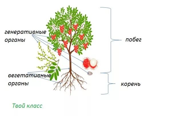 Вегетативные органы и генеративные органы. Генеративные органы растений. Вегетативные и генеративные органы помидора. Вегетативные и генеративные органы растений. Генеративная масса растений