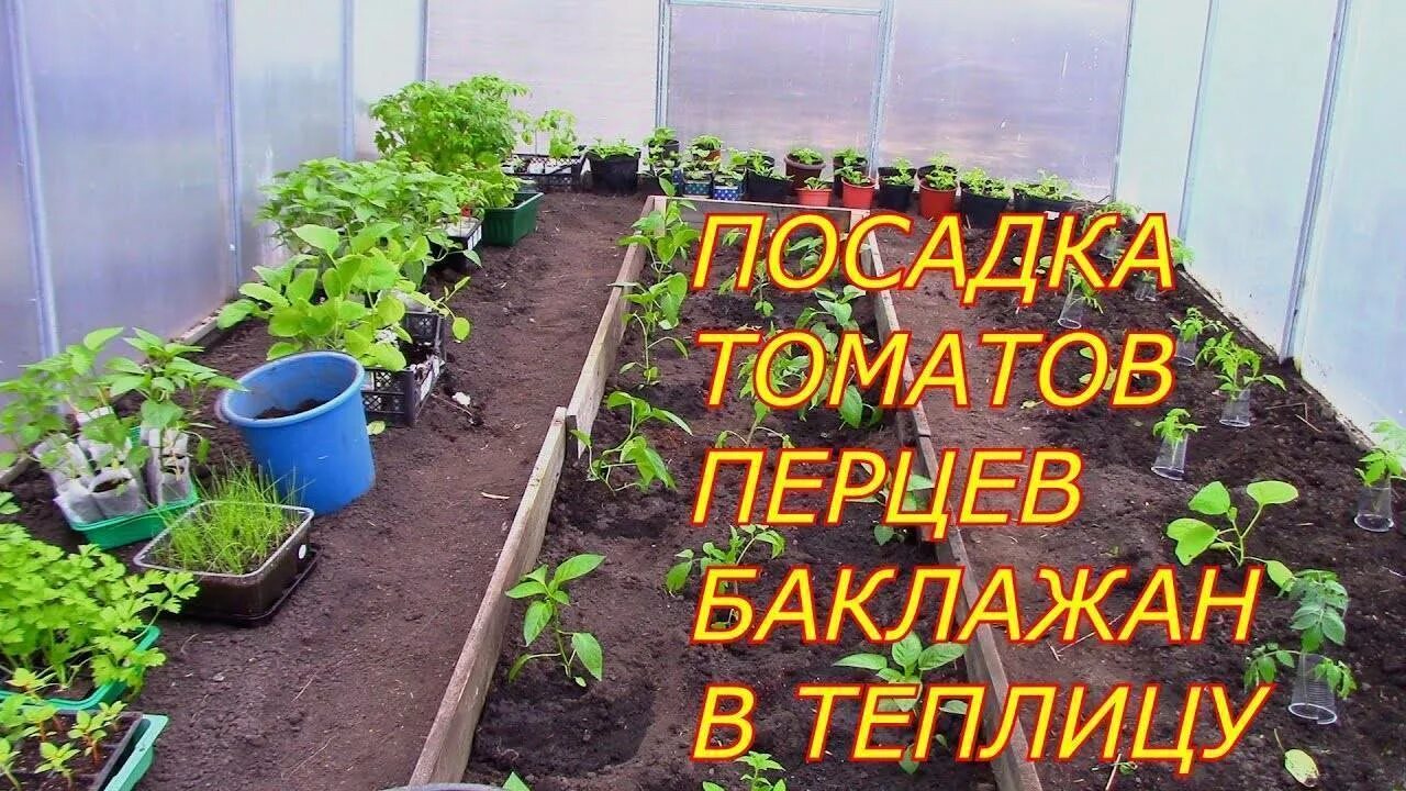 Высадка перцев помидоров. Посадка рассады в теплицу. Посадки в теплице из поликарбоната. Посадка помидор в теплицу. Посадка в теплицу.