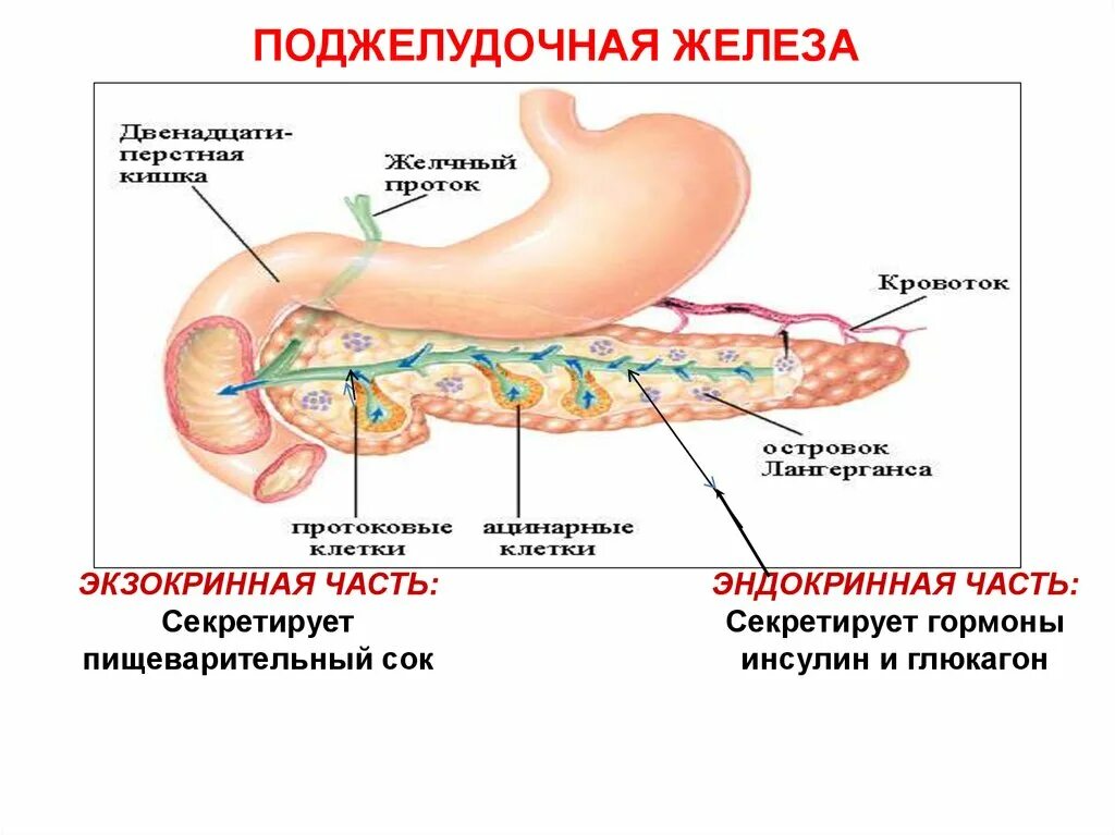 Экзокринная и эндокринная часть поджелудочной железы. Физиология поджелудочная железа экзокринная. Эндокринная система поджелудочной железы. Экзокринная функция поджелудочной железы. Поджелудочная маркеры