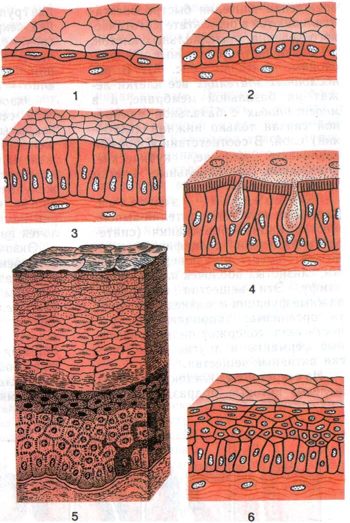 Многослойный кубический неороговевающий эпителий. Эпителиальная ткань многослойный ороговевающий. Многослойный плоский эпителий ткани. Однослойный ороговевающий эпителий. Ламинируем ткани