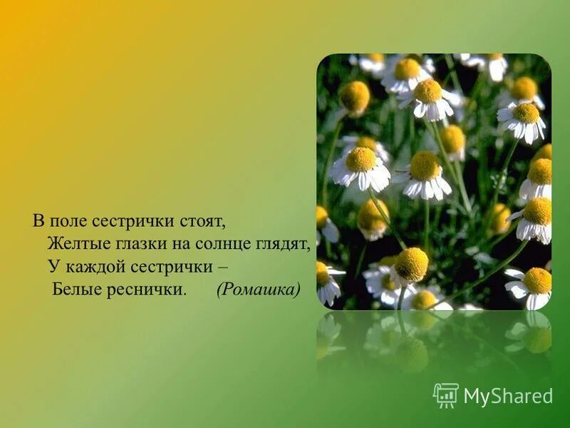 У глазок сестричек реснички белые. Загадка о ромашке сестрички глазок реснички белые. Стоят в поле сестрички желтый глазок белые реснички. Стоят в поле сестрички желтый глазок белые реснички. Стоят сестрички желтый глазок белые реснички.