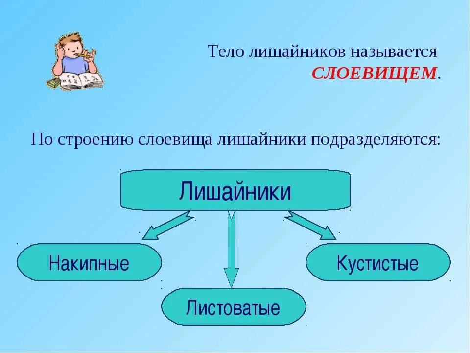 Какое тело лишайника. Тело лишайника называется. Тело лишайников. Тело лишайников называют. Как называется тело лишайников.