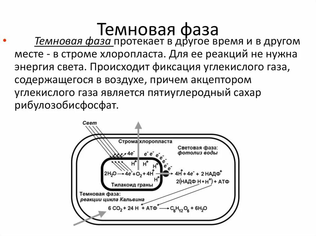 Хлоропласт темновая фаза. Темновая фаза в строме хлоропласта. Темновая фаза условия протекания. В строме хлоропласта происходит темновая фаза. Протекает в строме хлоропласта световая или темновая.