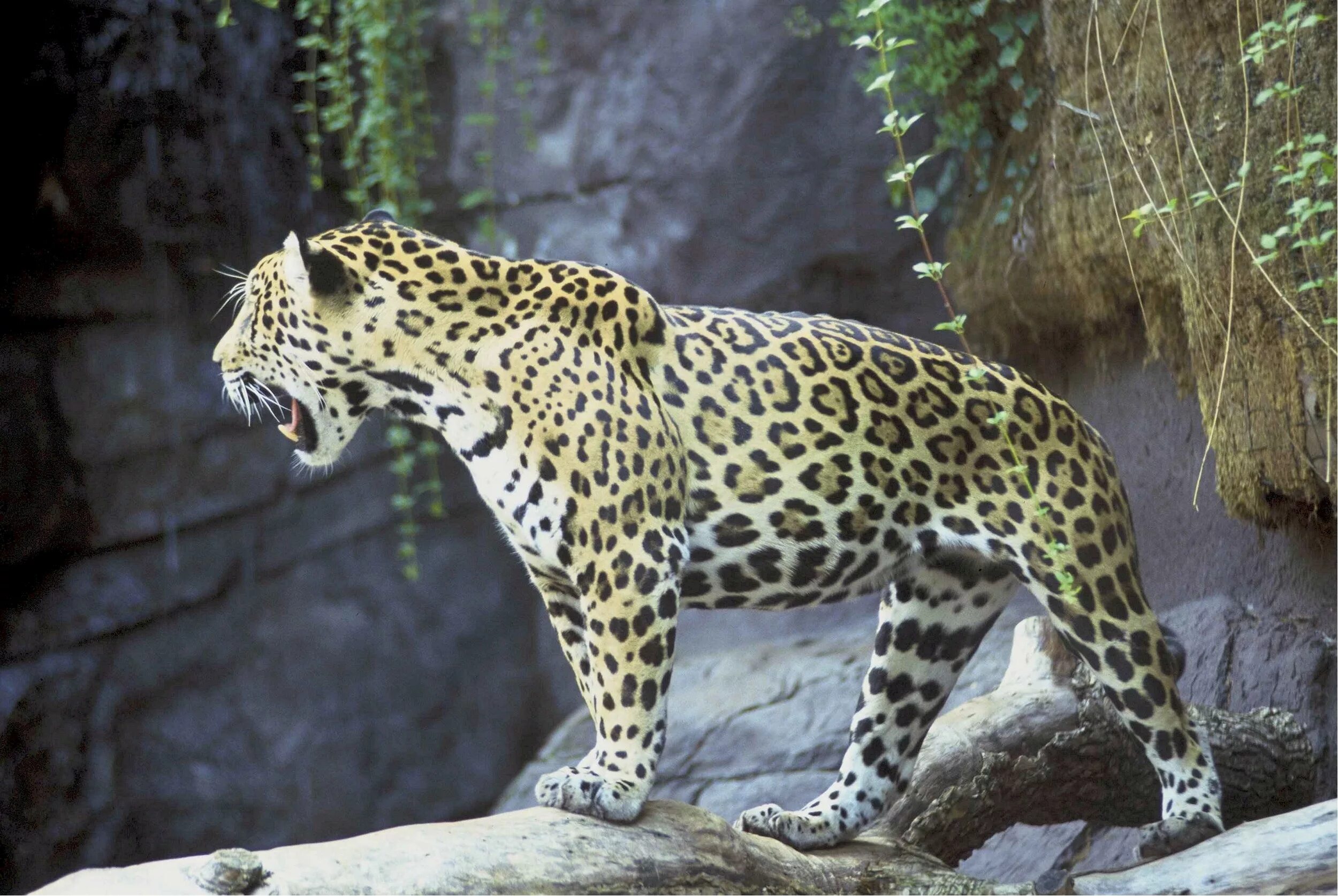 Самым крупным хищным млекопитающим. Ягуар Panthera onca. Ягуар Южная Америка. Ягуар млекопитающее. Ягуар животное.