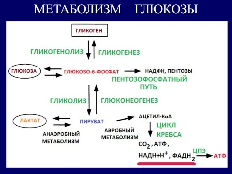 Превращение гликогена в печени. Схема обменных процессов углеводов. Схема обмена гликогена биохимия. Схема метаболического пути обмена гликогена. Метаболизм жиров в организме человека биохимия.
