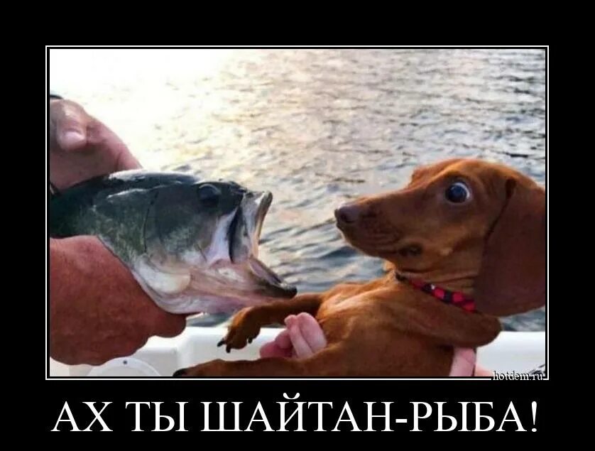 Вы рыбов продаете фото