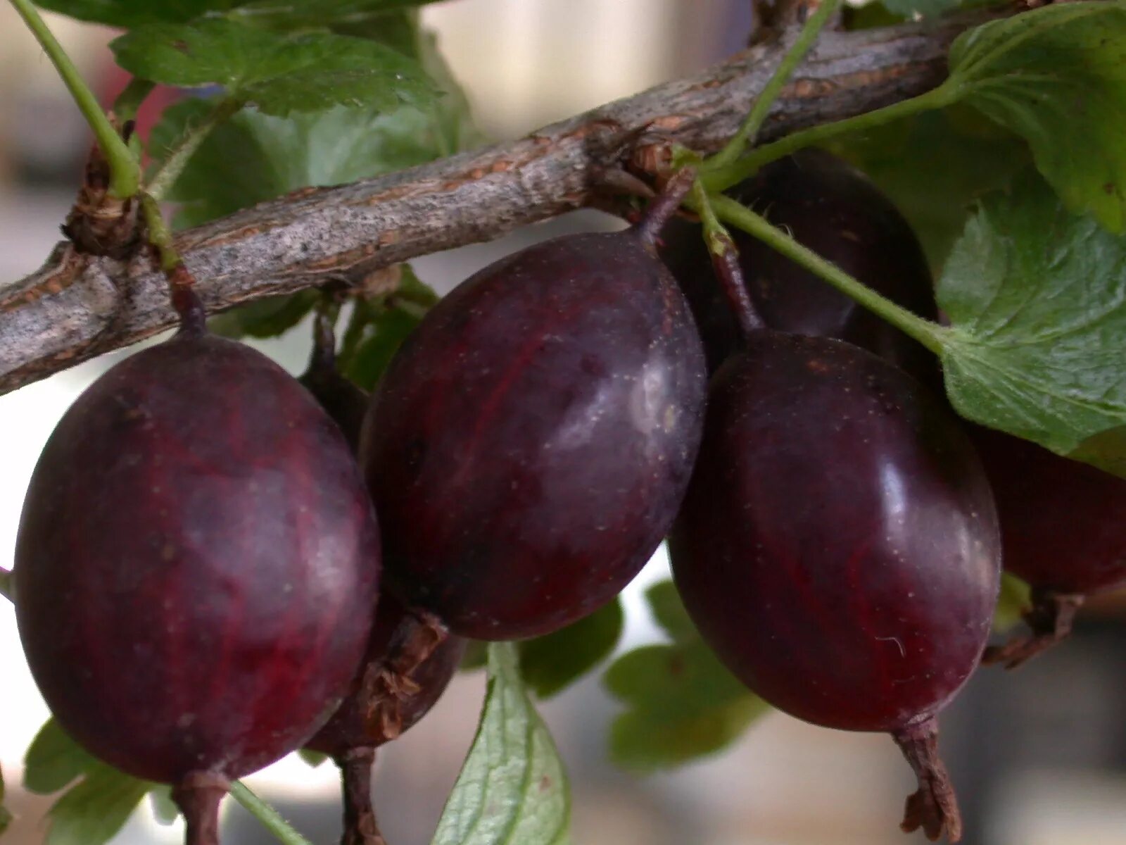 Крыжовник куршу дзинтарс. Крыжовник финик. Крыжовник сорт финик. Крыжовник орленок куст. Крыжовник финик.