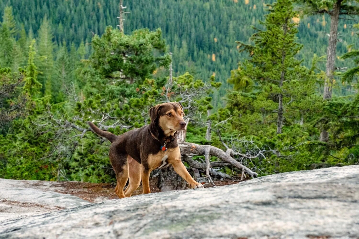 путь домой фильм 2019 белла. путь домой сюжет. путь домой сюжет. путь домой фильм 2019. путь домой сюжет.