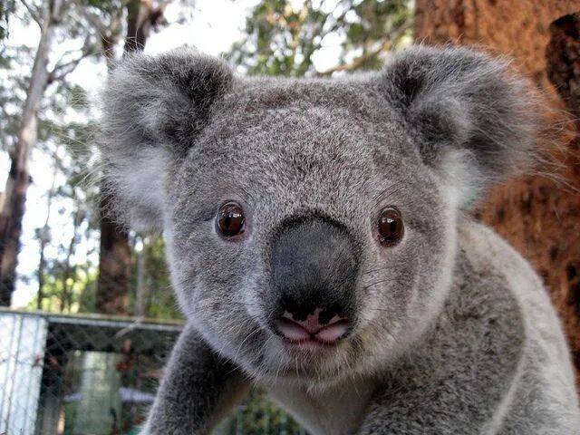 Хвост коалы. Коала хвост. У коалы есть хвост. Хвост коалы фото. Какой хвост у коалы.