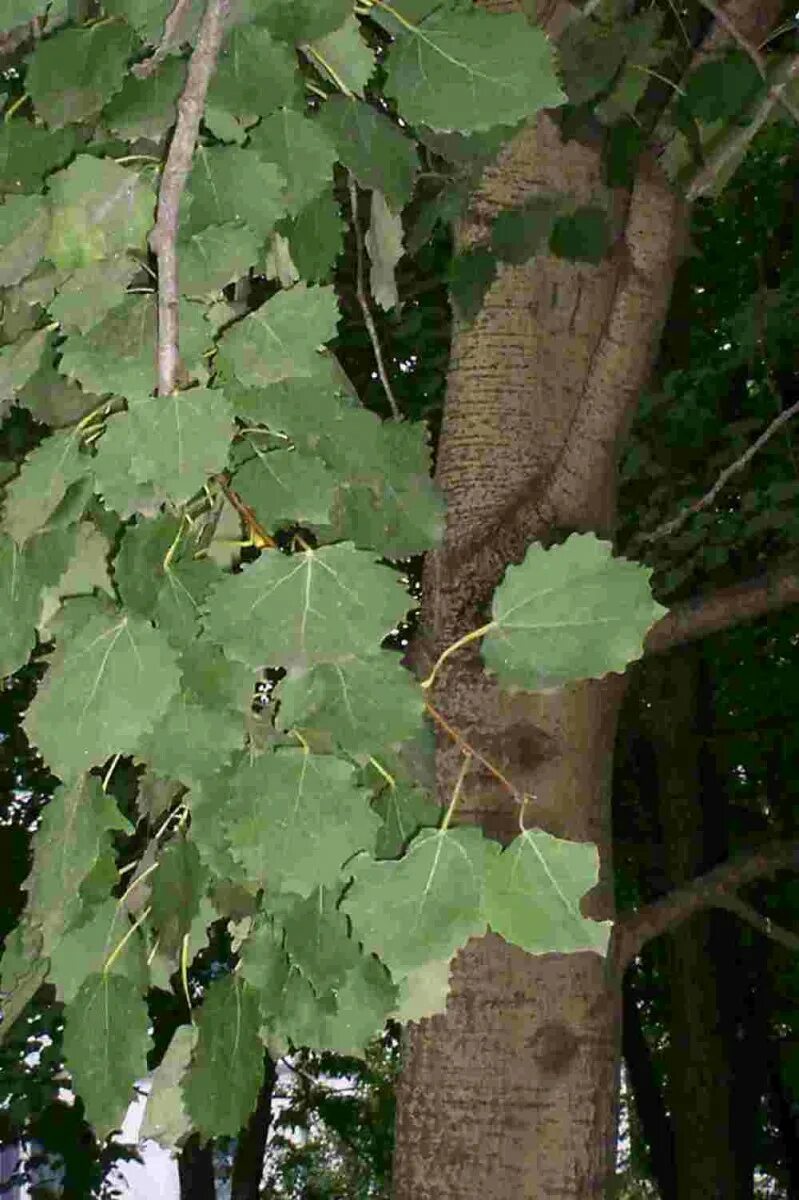 Лист молодой осины. Осина (Populus tremula). Осина обыкновенная (Populus tremula). Тополь дрожащий (Populus tremula). Populus tremula (осина дрожащая).