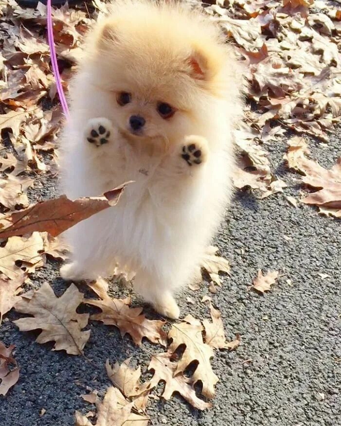 Как выглядят пушистые собаки Walking off my fluff Cute animals, Cute dogs, Pomeranian dog